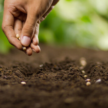 Vegetables Seeds